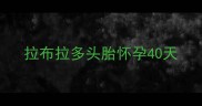 拉布拉多头胎怀孕40天