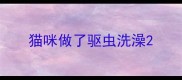猫咪做了驱虫洗澡