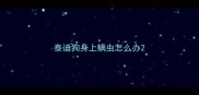 泰迪狗身上螨虫怎么办