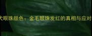金毛犬眼珠颜色金毛眼珠发红的真相与应对指南