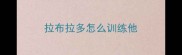 拉布拉多怎么训练他