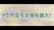 9个月金毛全身毛量大