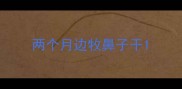 两个月边牧鼻子干