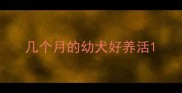 几个月的幼犬好养活
