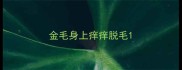 金毛身上痒痒脱毛