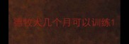 德牧犬几个月可以训练