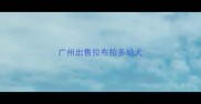 广州出售拉布拉多幼犬