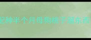 配种半个月母狗桃子溜东西