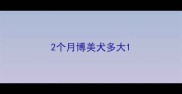 2个月博美犬多大