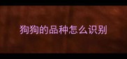 狗狗的品种怎么识别