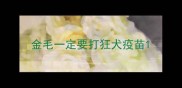 金毛一定要打狂犬疫苗
