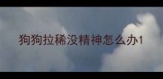 狗狗拉稀没精神怎么办