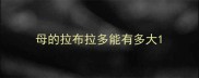 母的拉布拉多能有多大