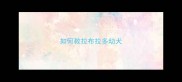 如何教拉布拉多幼犬