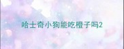 哈士奇小狗能吃橙子吗