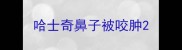哈士奇鼻子被咬肿