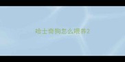 哈士奇狗怎么喂养
