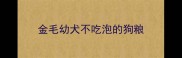 金毛幼犬不吃泡的狗粮