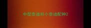 中型泰迪和小泰迪配种