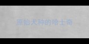 原始犬种的哈士奇
