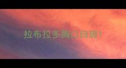 拉布拉多胸口白斑