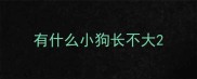 有什么小狗长不大