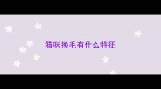 猫咪换毛有什么特征