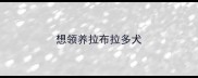 想领养拉布拉多犬