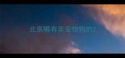 北京哪有卖宠物狗的