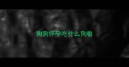 狗狗怀孕吃什么狗粮