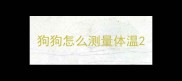 狗狗怎么测量体温