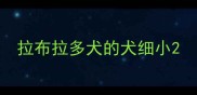 拉布拉多犬的犬细小