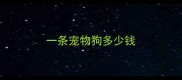 一条宠物狗多少钱