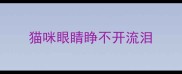 猫咪眼睛睁不开流泪