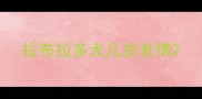 拉布拉多犬几岁发情
