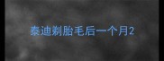 泰迪剃胎毛后一个月