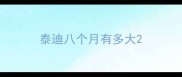 泰迪八个月有多大