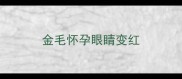 金毛怀孕眼睛变红