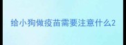 给小狗做疫苗需要注意什么