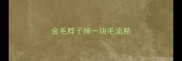 金毛脖子掉一块毛流脓