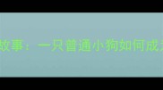 金毛犬助人故事一只普通小狗如何成为社区英雄
