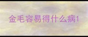 金毛容易得什么病