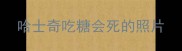 哈士奇吃糖会死的照片