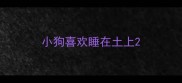 小狗喜欢睡在土上