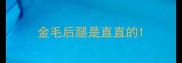 金毛后腿是直直的