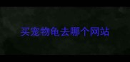 买宠物龟去哪个网站