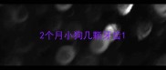 2个月小狗几颗牙齿