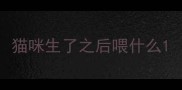 猫咪生了之后喂什么