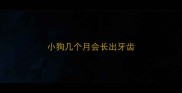 小狗几个月会长出牙齿