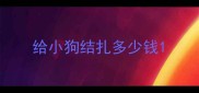 给小狗结扎多少钱